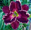 Spacecoast satisfaction Daylily
